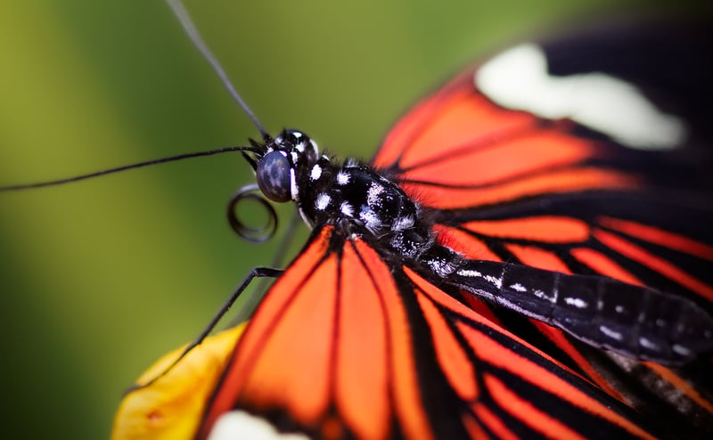 Pollinator Importance