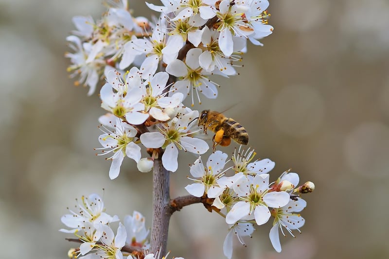 Pollinators